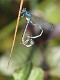 J14_1160 Coenagrion mercuriale in cop